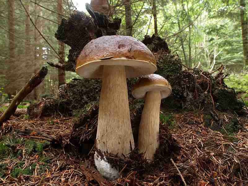  Image name: 00_218 Porcino.jpg 
 width: 800 pixel 
 height: 600 pixel 
 Size: 50854 bytes 
 Click to enlarge 